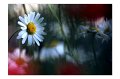 BlumenA01