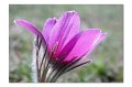 BlumenM03