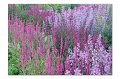 BlumenM04