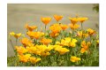 BlumenM05