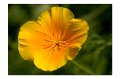 BlumenM06
