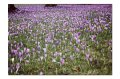 BlumenM08
