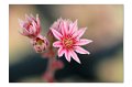 BlumenM10