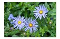 BlumenM13
