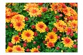 BlumenM16