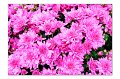 BlumenM18